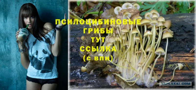 Псилоцибиновые грибы Psilocybe  закладки  Тарко-Сале 